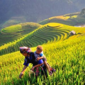 Du lịch Mù Cang Chải mùa vàng khởi hành thứ 6 hằng tuần