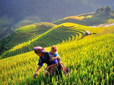 Du lịch Mù Cang Chải mùa vàng khởi hành thứ 6 hằng tuần